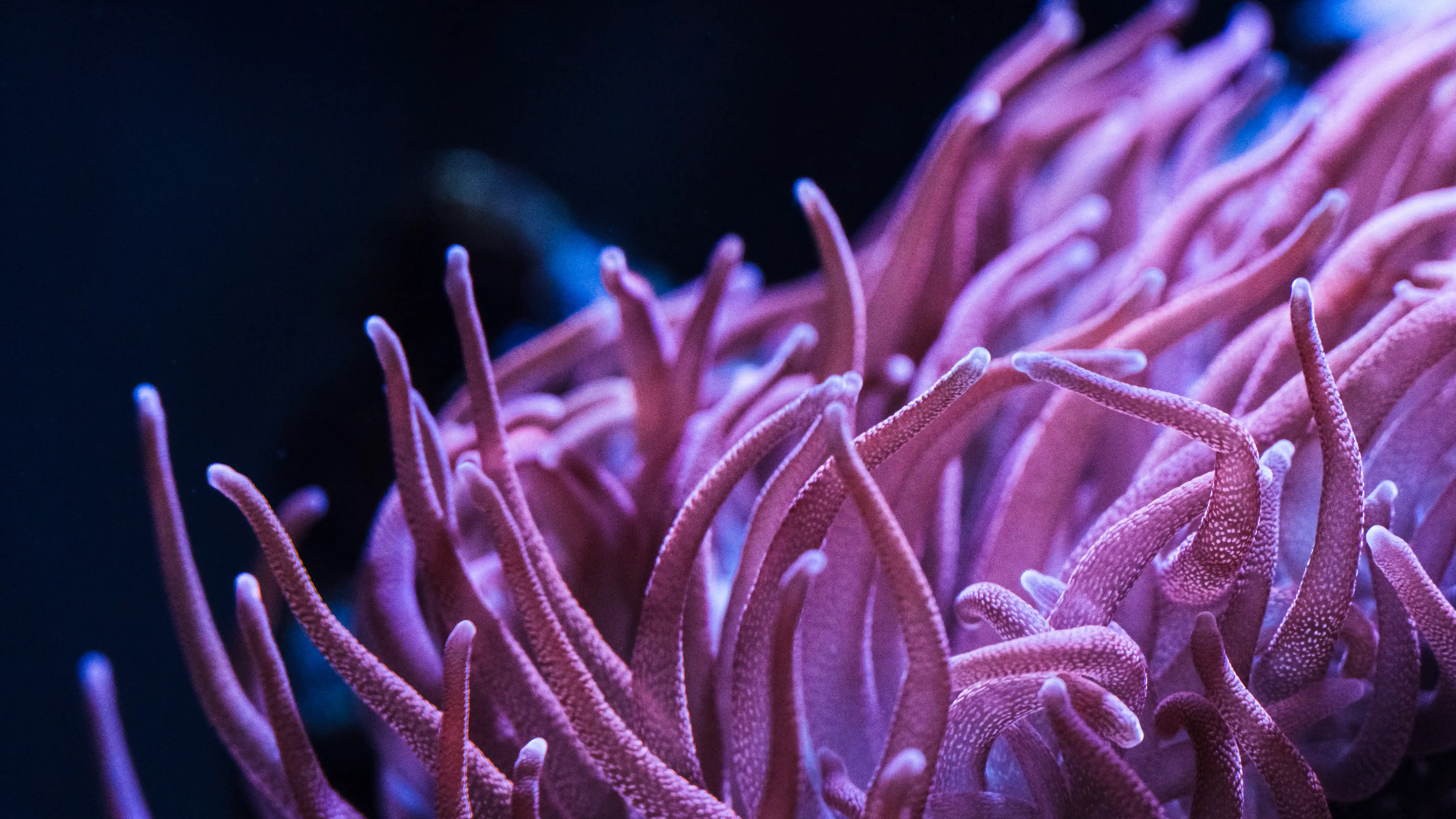 A neon pink bubbletip anemone in a saltwater tank.
