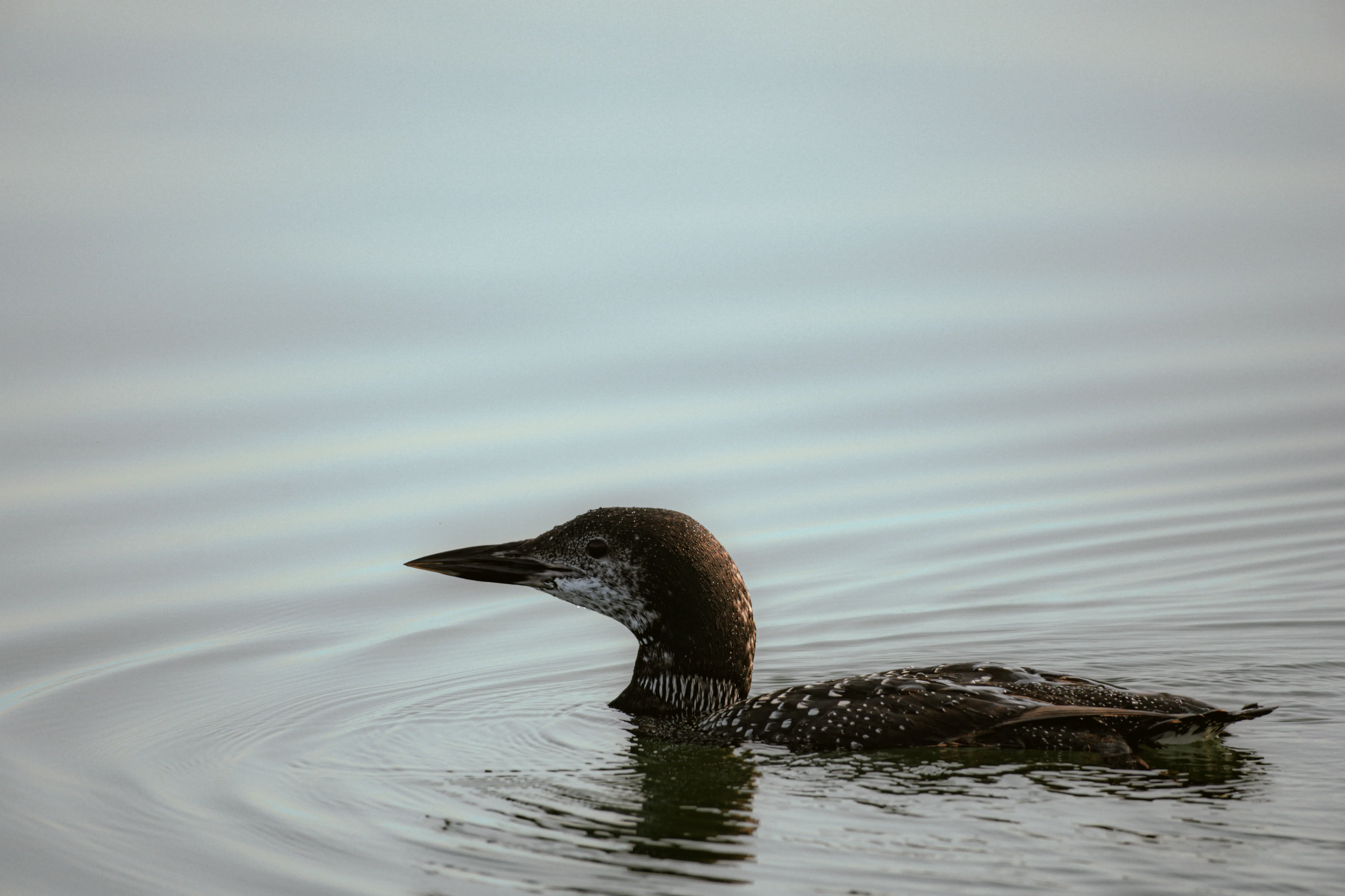 A Common Loon slowly paddling on a lake in Northern Minnesota.